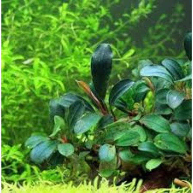 Aquatic Plant Bucephalandra Blue Green in-vitro