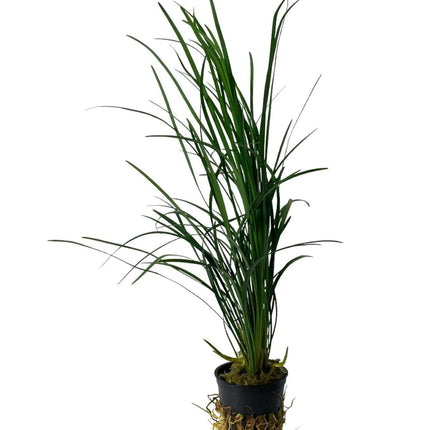 AnimalstoreXL Waterplant Ophiopogon Japonicus Special