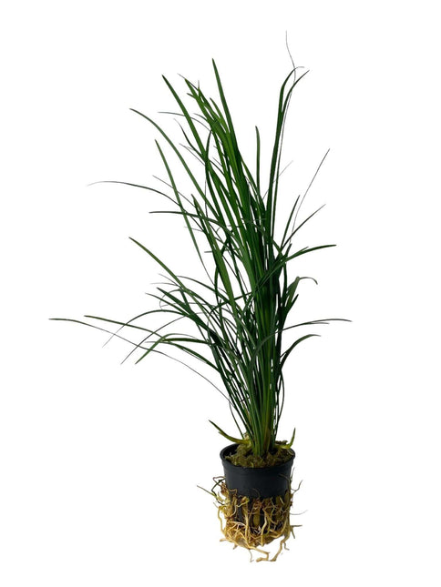 AnimalstoreXL Waterplant Ophiopogon Japonicus Special