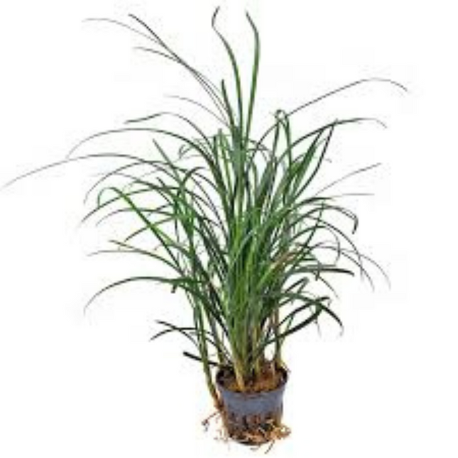 Aquatic Plant Ophiopogon Japonicus Special