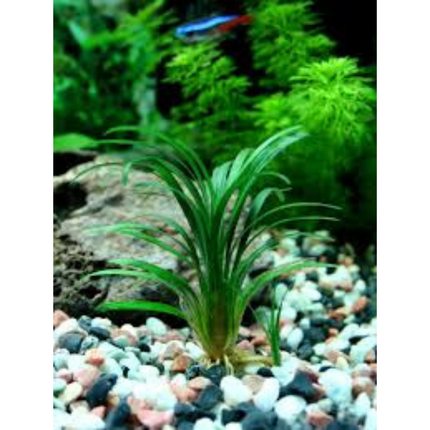 Aquatic Plant Ophiopogon Japonicus Special