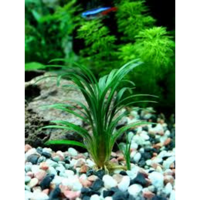 Aquatic Plant Ophiopogon Japonicus Special