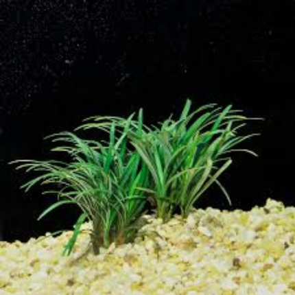 Aquatic Plant Ophiopogon Japonicus Special