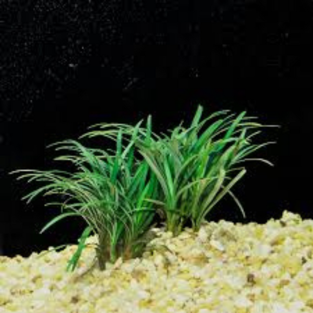 Aquatic Plant Ophiopogon Japonicus Special