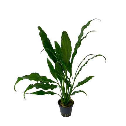 AnimalstoreXL Waterplant Spathiphyllum Wallisii