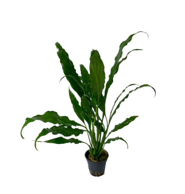 AnimalstoreXL Waterplant Spathiphyllum Wallisii
