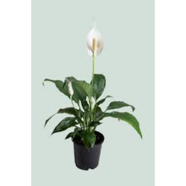 Aquatic Plant Spathiphyllum Wallisii