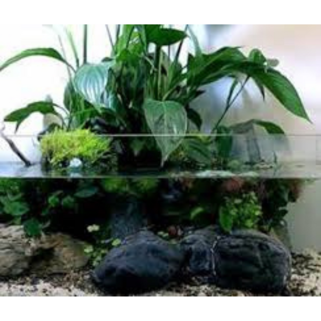 Aquatic Plant Spathiphyllum Wallisii
