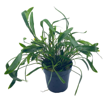 AnimalstoreXL Waterplant Cryptocoryne XL - Extra Groot