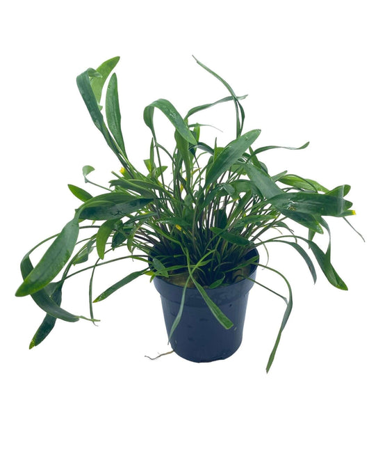 AnimalstoreXL Waterplant Cryptocoryne XL - Extra Groot