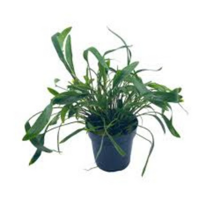Waterplant Cryptocoryne XL - Extra Groot