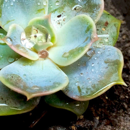 AnimalstoreXL Bio Revitaliser 450g