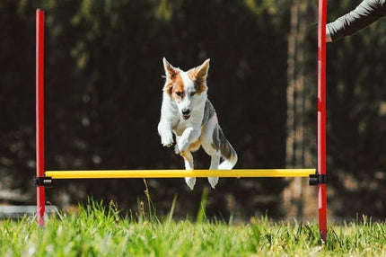 AnimalstoreXL Boon Agility Set 6x Stok met Springring en Horde