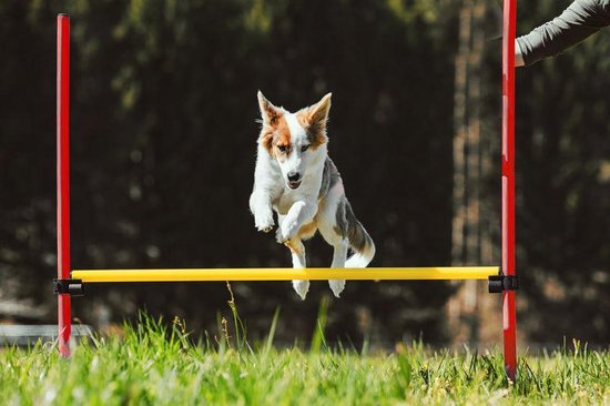 AnimalstoreXL Boon Agility Set 6x Stok met Springring en Horde