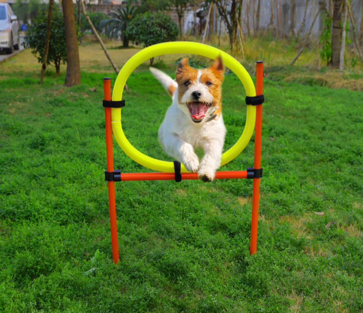 AnimalstoreXL Boon Agility Set 6x Stok met Springring en Horde