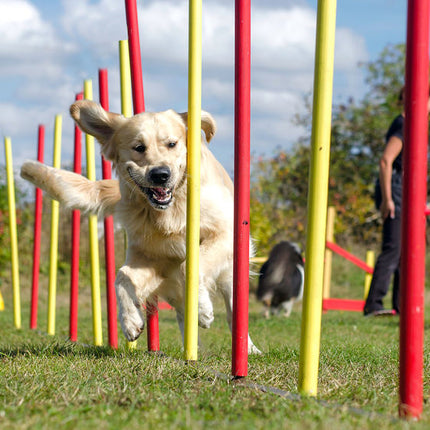 AnimalstoreXL Boon Agility Set 6x Stok met Springring en Horde