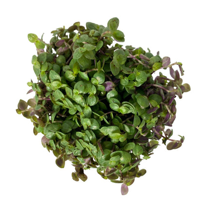 AnimalstoreXL Callisia Repens Turtle