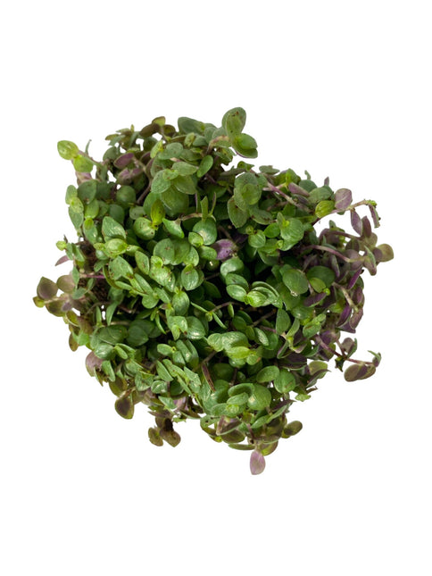 AnimalstoreXL Callisia Repens Turtle