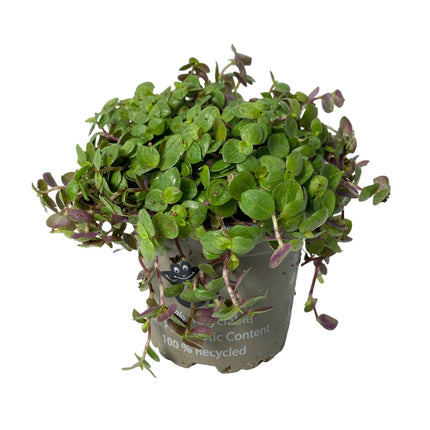 AnimalstoreXL Callisia Repens Turtle