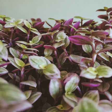 AnimalstoreXL Callisia Repens Turtle