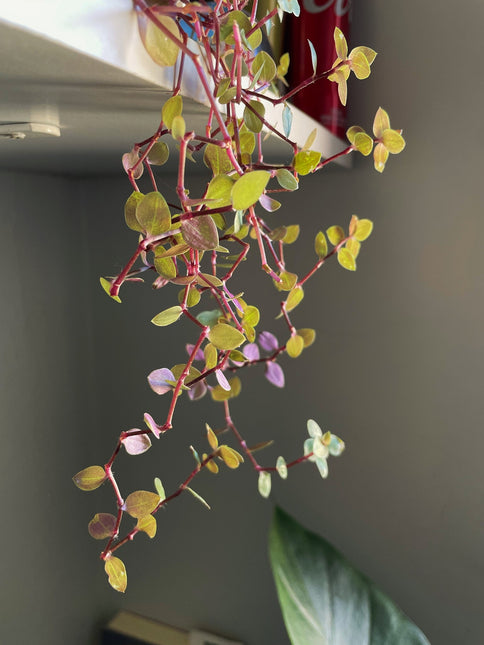 AnimalstoreXL Callisia Repens Turtle