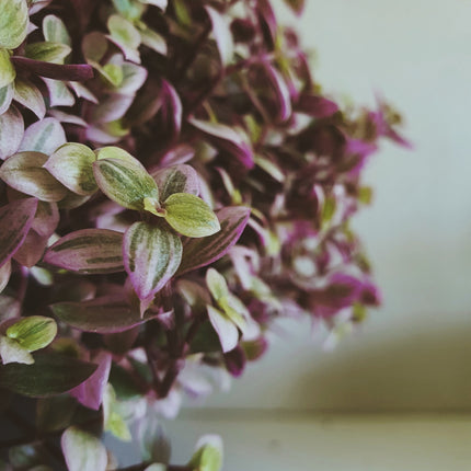 AnimalstoreXL Callisia Repens Turtle