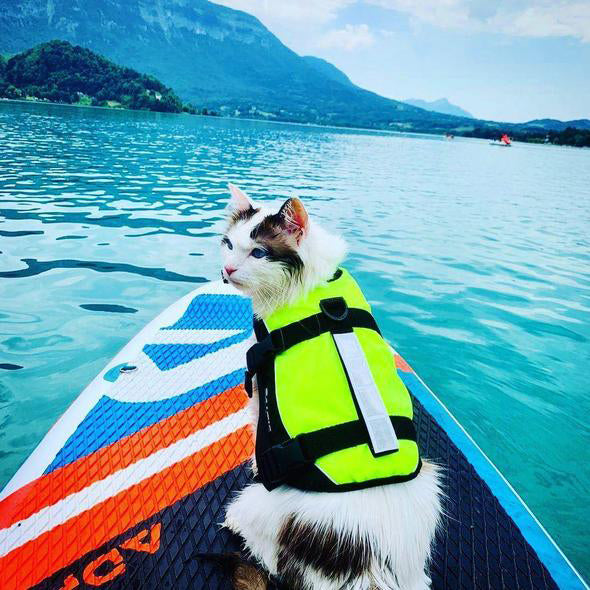 AnimalstoreXL Kattenzwemvest Maja S Geel/Zwart