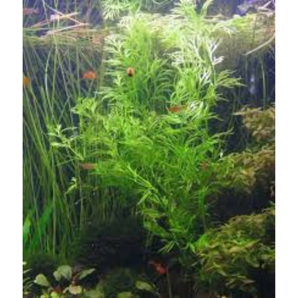 Ceratopteris Thalictroides