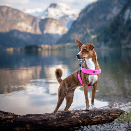 AnimalstoreXL Cinquetorri -Roze harnas voor honden