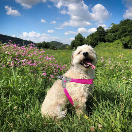 AnimalstoreXL Cinquetorri -Roze harnas voor honden