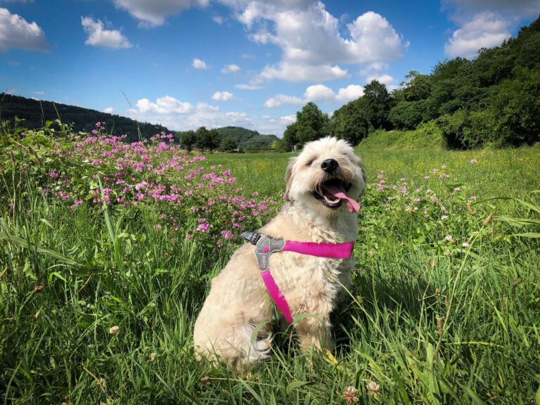 AnimalstoreXL Cinquetorri -Roze harnas voor honden
