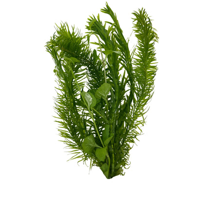 AnimalstoreXL Combi-bush Egeria + Lysimachia