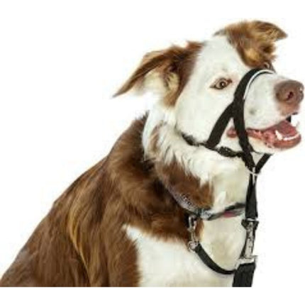 Company Of Animals Halti Black No. 1