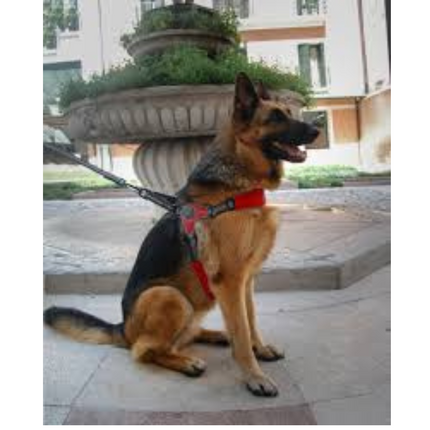 Coralpina Fiames dog harness red