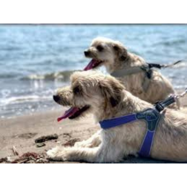 Coralpina Fiames dog harness blue