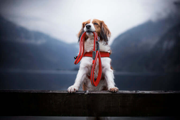 AnimalstoreXL Coralpina Leash Cinquet. Rood 1.8 110cm