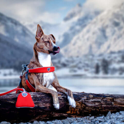 AnimalstoreXL Coralpina Leash Cinquet. Rood 1.8 110cm