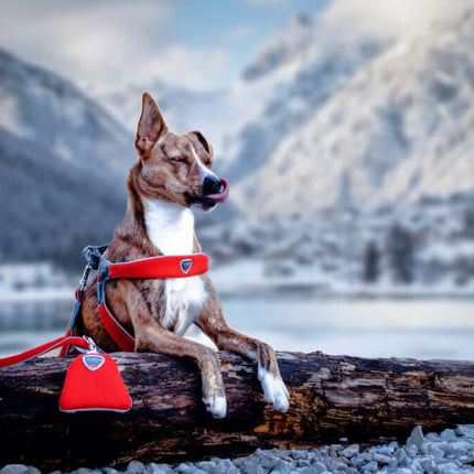 AnimalstoreXL Coralpina Leash Cinquet. Rood 1 10cm