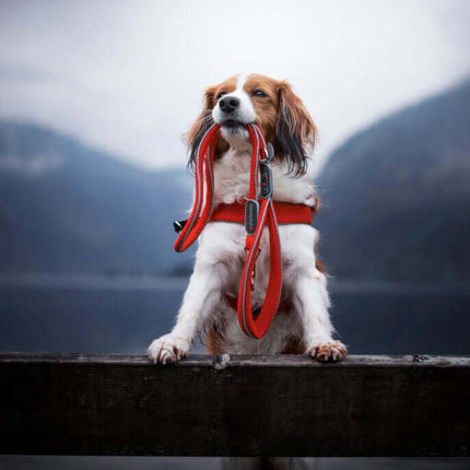 AnimalstoreXL Coralpina Leash Cinquet. Rood 1 10cm