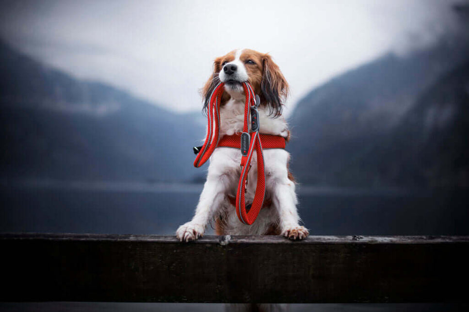 AnimalstoreXL Coralpina Leash Cinquet. Rood 1 10cm