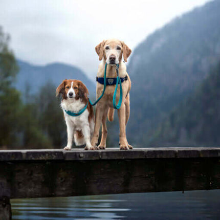 AnimalstoreXL Coralpina Leash Cinquet. Turq. 1 110cm