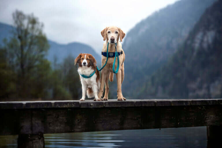 AnimalstoreXL Coralpina Leash Cinquet. Turq. 1 110cm