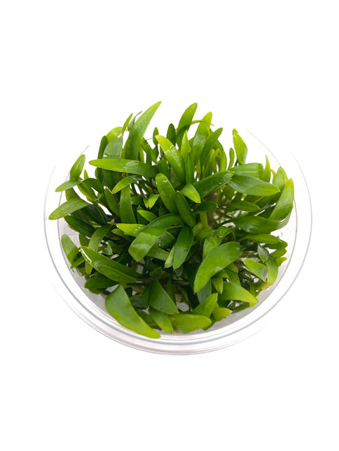 AnimalstoreXL Cryptocoryne X Willisii in-vitro