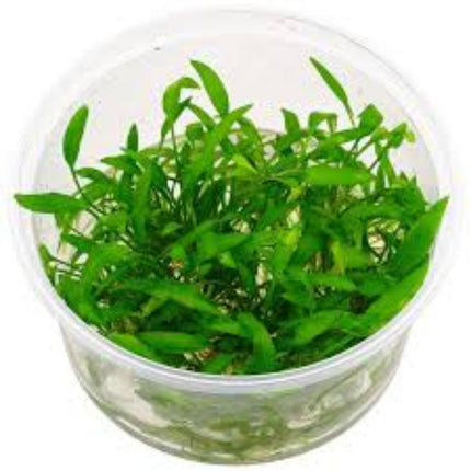 Cryptocoryne X Willisii in-vitro