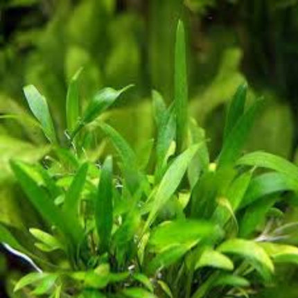 Cryptocoryne X Willisii in-vitro