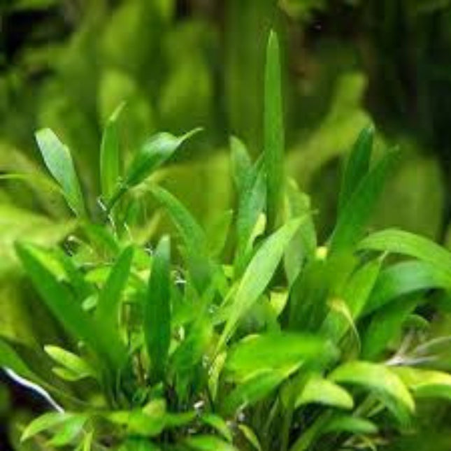 Cryptocoryne X Willisii in-vitro
