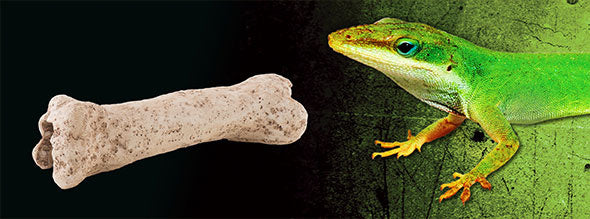 AnimalstoreXL Dinosaurusbot