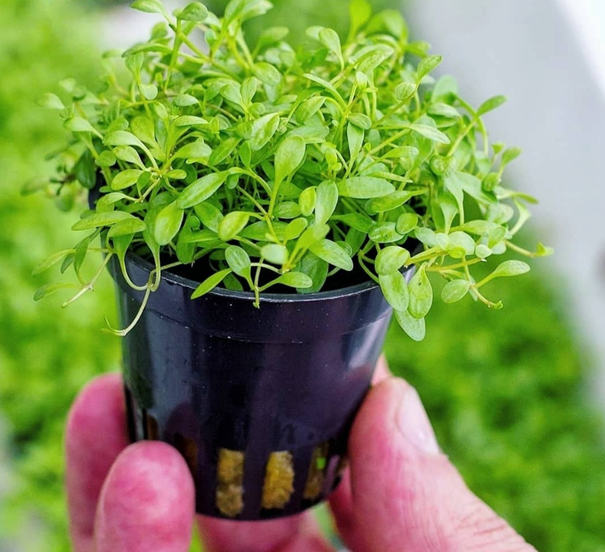 AnimalstoreXL Glossostigma Elatinoides