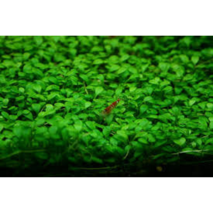 Glossostigma Elatinoides