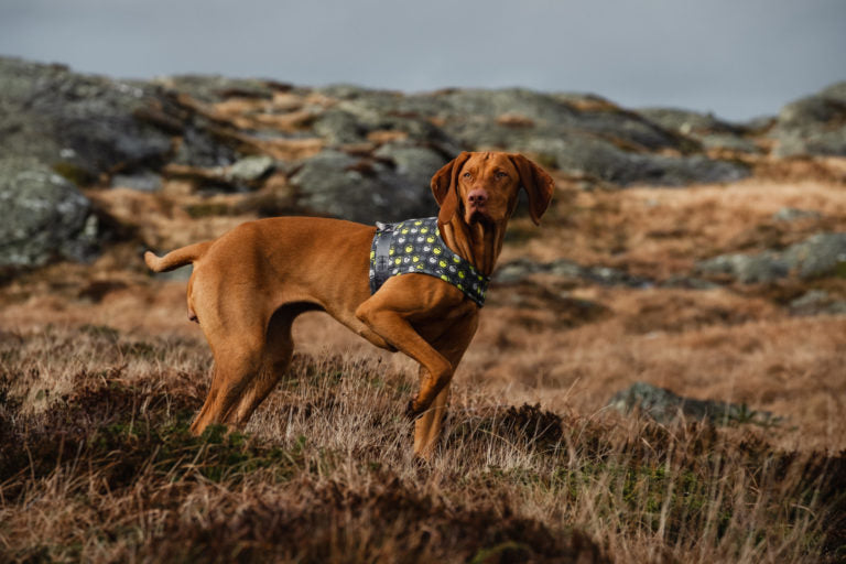 AnimalstoreXL Hurtta Go harnas voor honden